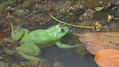 Euphlyctis hexadactyla