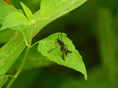 Pseudorus