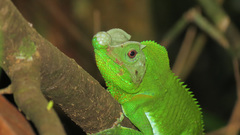 Lyriocephalus scutatus