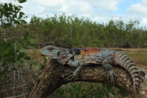 Yucatán Spiny-tailed Iguana