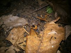 Stygnopsis
