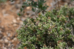 Ruschia cymbifolia