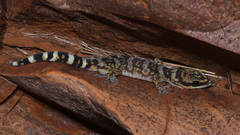 Oedura cincta