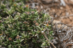 Ruschia cymbifolia