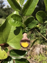 Aristolochia triangularis