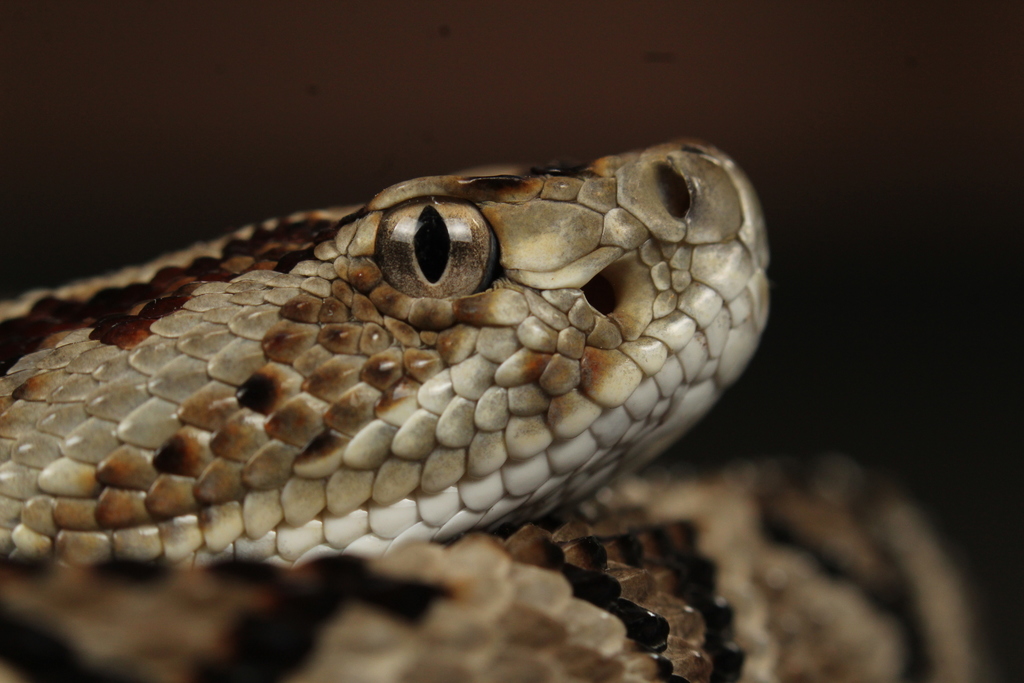 neotropical rattlesnake