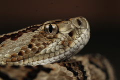Yucatan Neotropical Rattlesnake photo 3