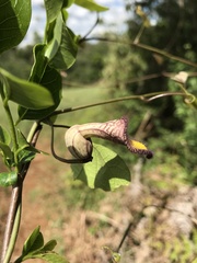 Aristolochia triangularis