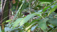 Heraclides anchisiades