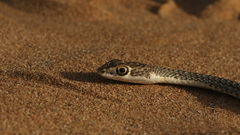 Psammophis leightoni