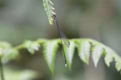 Allocnemis