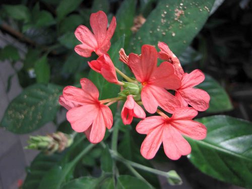 Crossandra nilotica