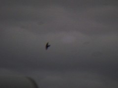 Ptyonoprogne rupestris