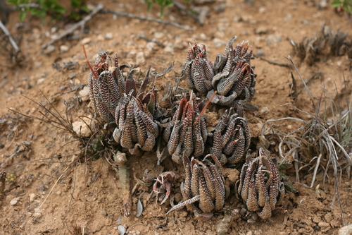Haworthia attenuata (Haw.) Haw. 2