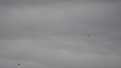 Ptyonoprogne rupestris