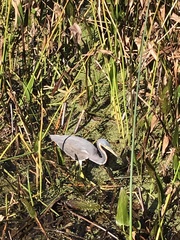 Egretta tricolor image