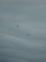 Ptyonoprogne rupestris