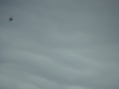 Ptyonoprogne rupestris