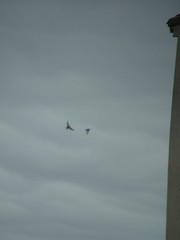 Ptyonoprogne rupestris