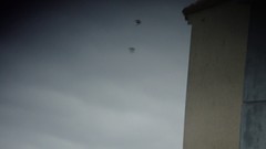 Ptyonoprogne rupestris