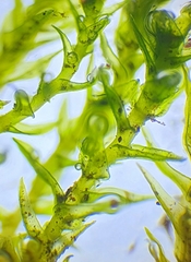 Vinealobryum nicholsonii