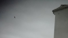 Ptyonoprogne rupestris