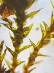Vinealobryum nicholsonii