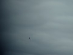 Ptyonoprogne rupestris