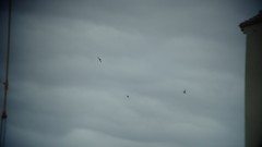 Ptyonoprogne rupestris