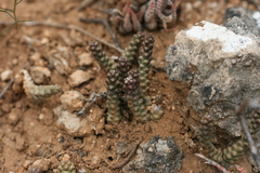 Euphorbia tridentata