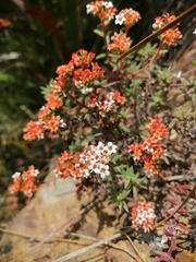 Crassula pruinosa