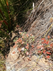 Crassula pruinosa
