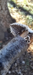 Basidiomycota