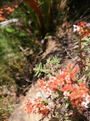 Crassula pruinosa