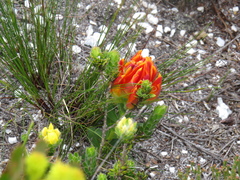 Liparia splendens comantha