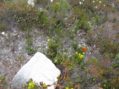 Liparia splendens comantha