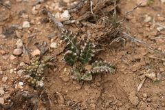 Euphorbia stellata