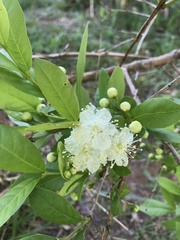 Campomanesia aurea aurea