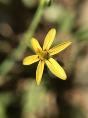 Sisyrinchium commutatum