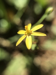 Sisyrinchium commutatum
