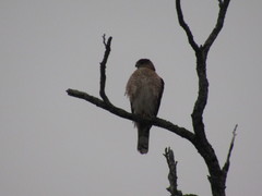 Accipiter cooperii