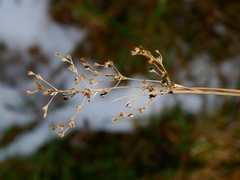 Juncus acutiflorus