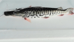 Pseudoplatystoma tigrinum