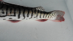 Pseudoplatystoma tigrinum