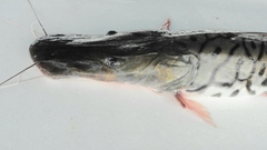 Pseudoplatystoma tigrinum