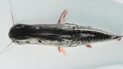 Pseudoplatystoma tigrinum