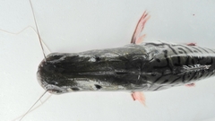 Pseudoplatystoma tigrinum