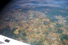 Sargassum natans