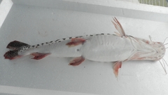 Pseudoplatystoma tigrinum