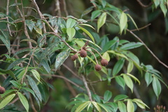 Marcgraviaceae